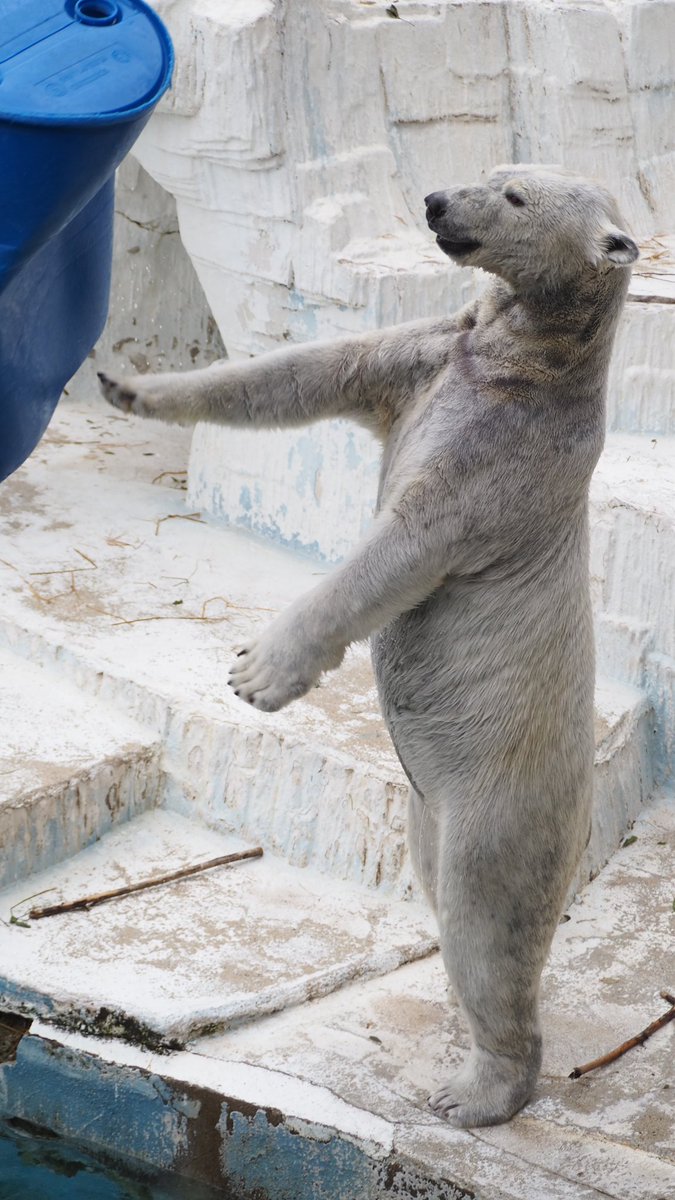 yadokarimidori tweet media