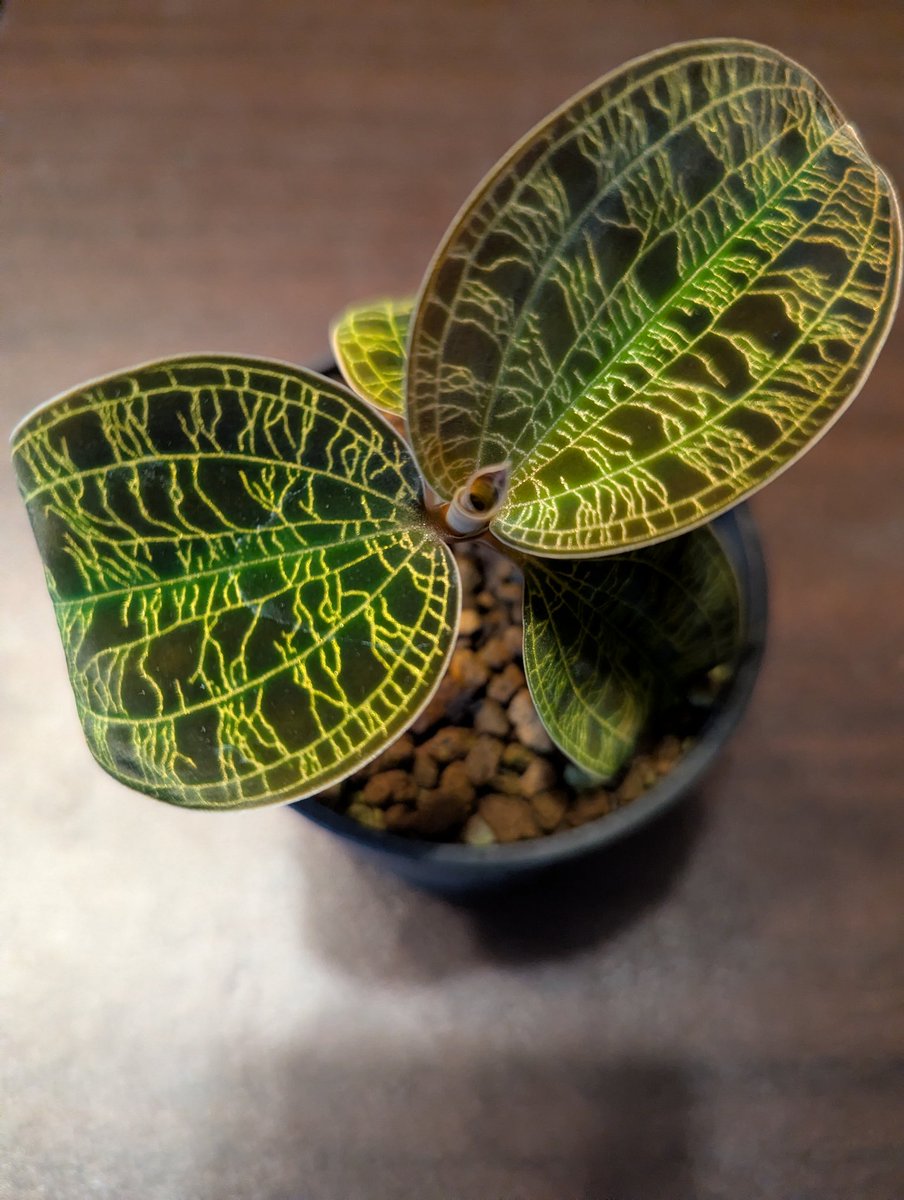 eito_qun's tweet photo. 買ったときはもやしみたいだった、マコデスちゃん🌱
そろそろ復活したのでは？

＃観葉植物　＃ジュエルオーキッド https://t.co/vCvhwkAe4M