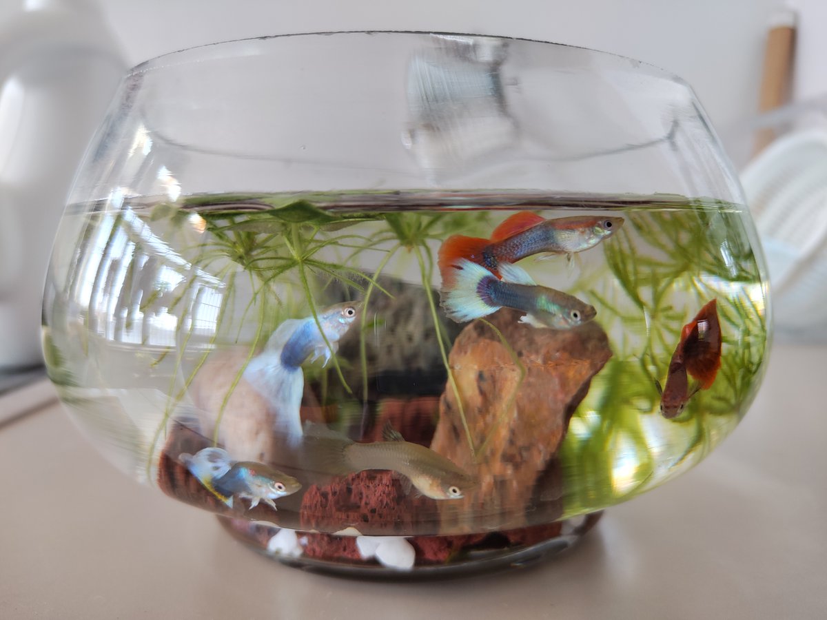 ExtremePwnageNetwork tweet media