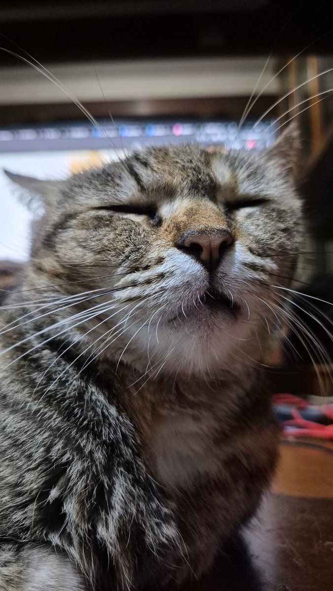 MsPotato_Jambu's tweet photo. @nocontextscats https://t.co/GXCNFHn1U4