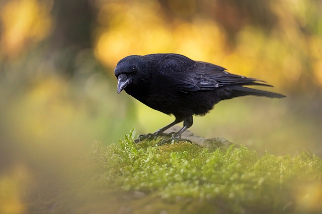 Curtis Raven tweet media