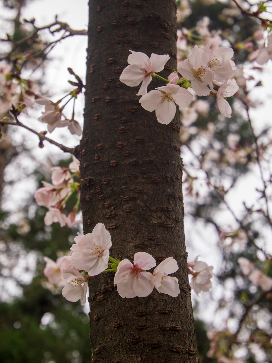 滕达·跃金｜Tenda Ekinnos tweet media