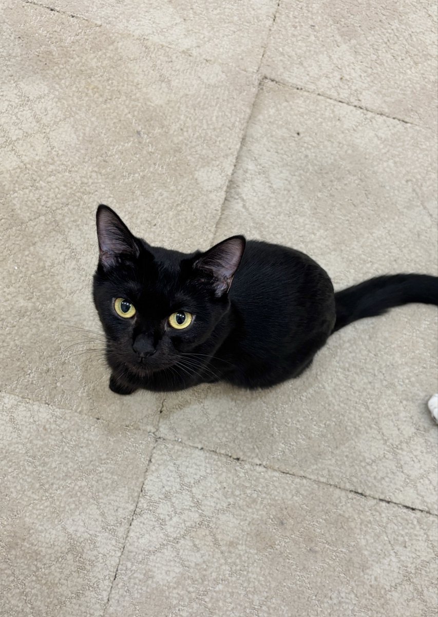 【蒲田】
ご飯待ち中の期待に満ちた眼差しの皆さん😺😺✨️✨️
【蒲田店では現在26匹の猫ちゃんが新しい家族を待っています  #猫カフェ #里親募集】