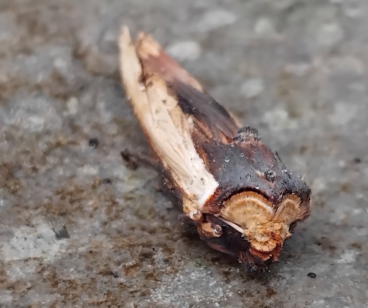 Michael Bell tweet media