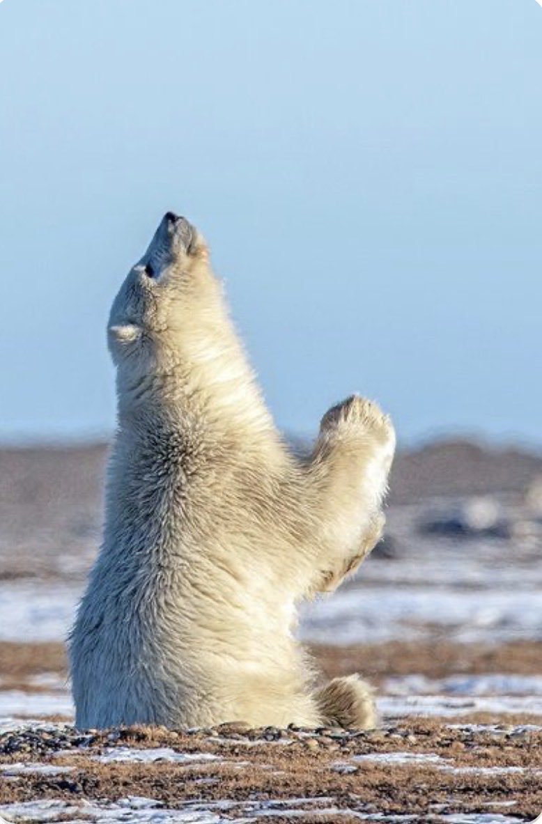 Zombie Bunny tweet media