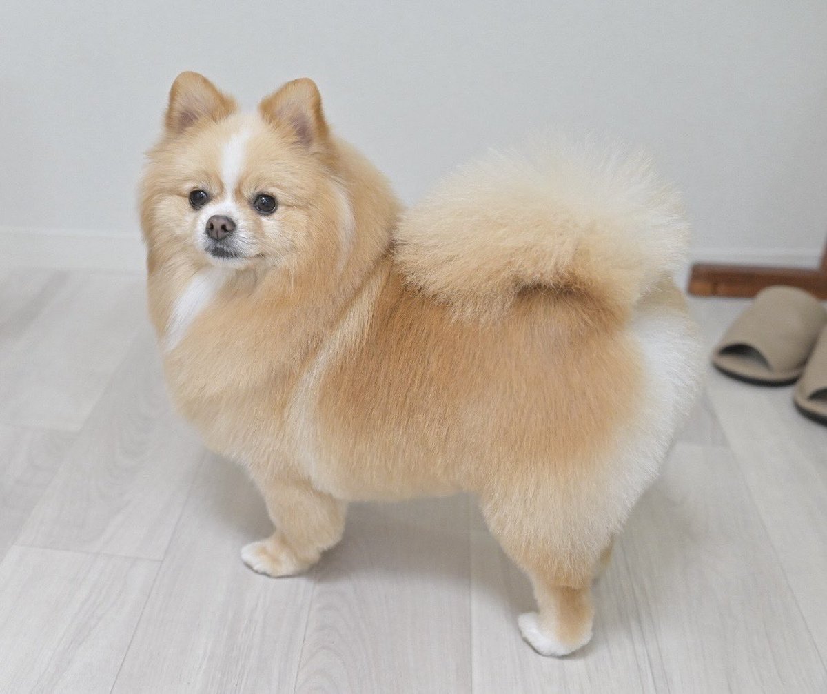 ポメのピカルディ tweet media