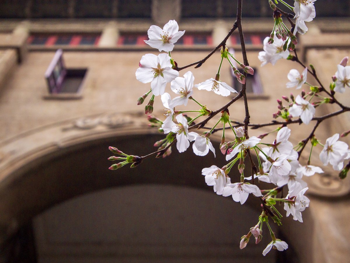 滕达·跃金｜Tenda Ekinnos tweet media