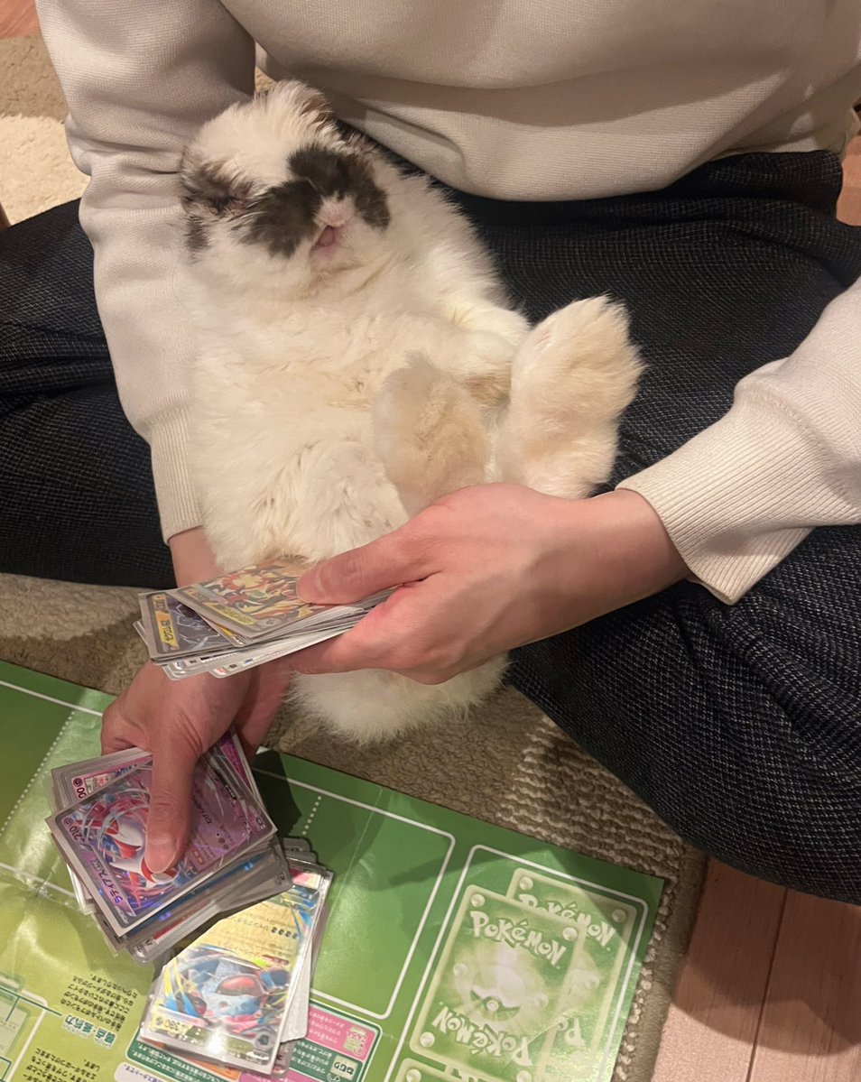 おもち tweet media