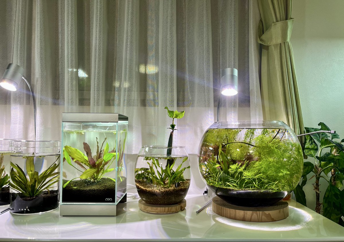 いしくんAQUA & BOTANICAL LIFE🪴 tweet media