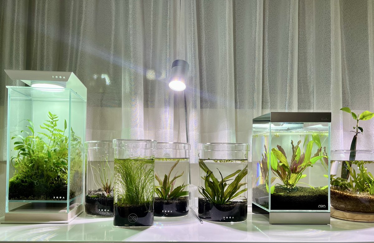 いしくんAQUA & BOTANICAL LIFE🪴 tweet media