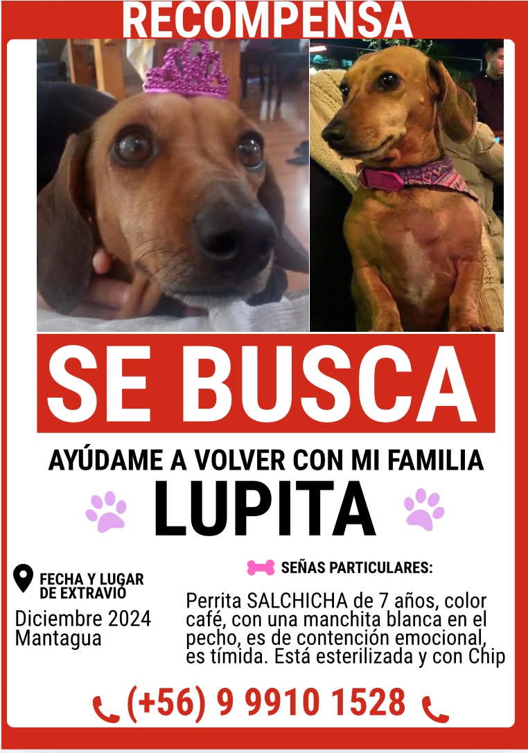 PerrosSalchichas.cl tweet media