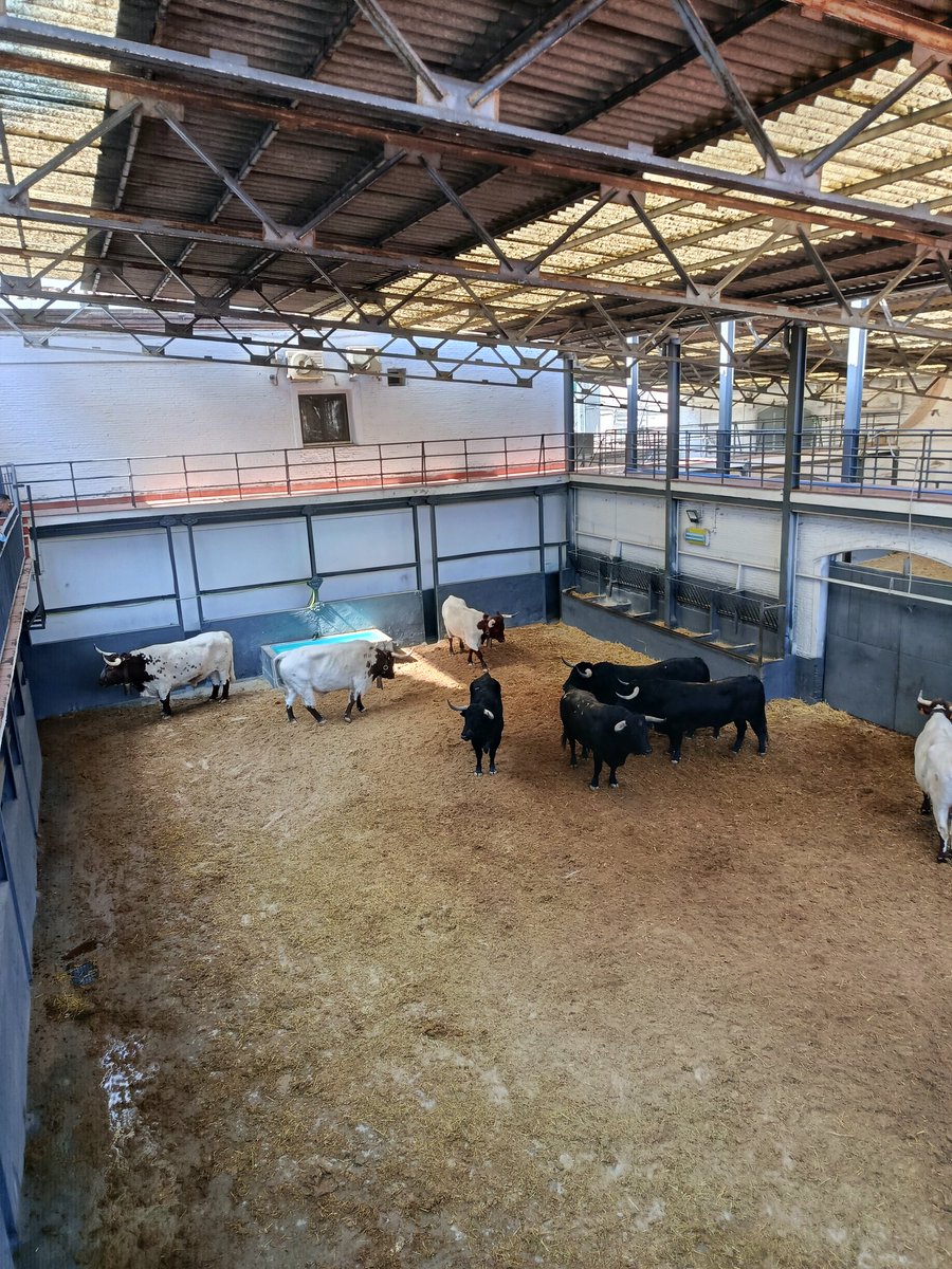 corniveleto15 tweet media