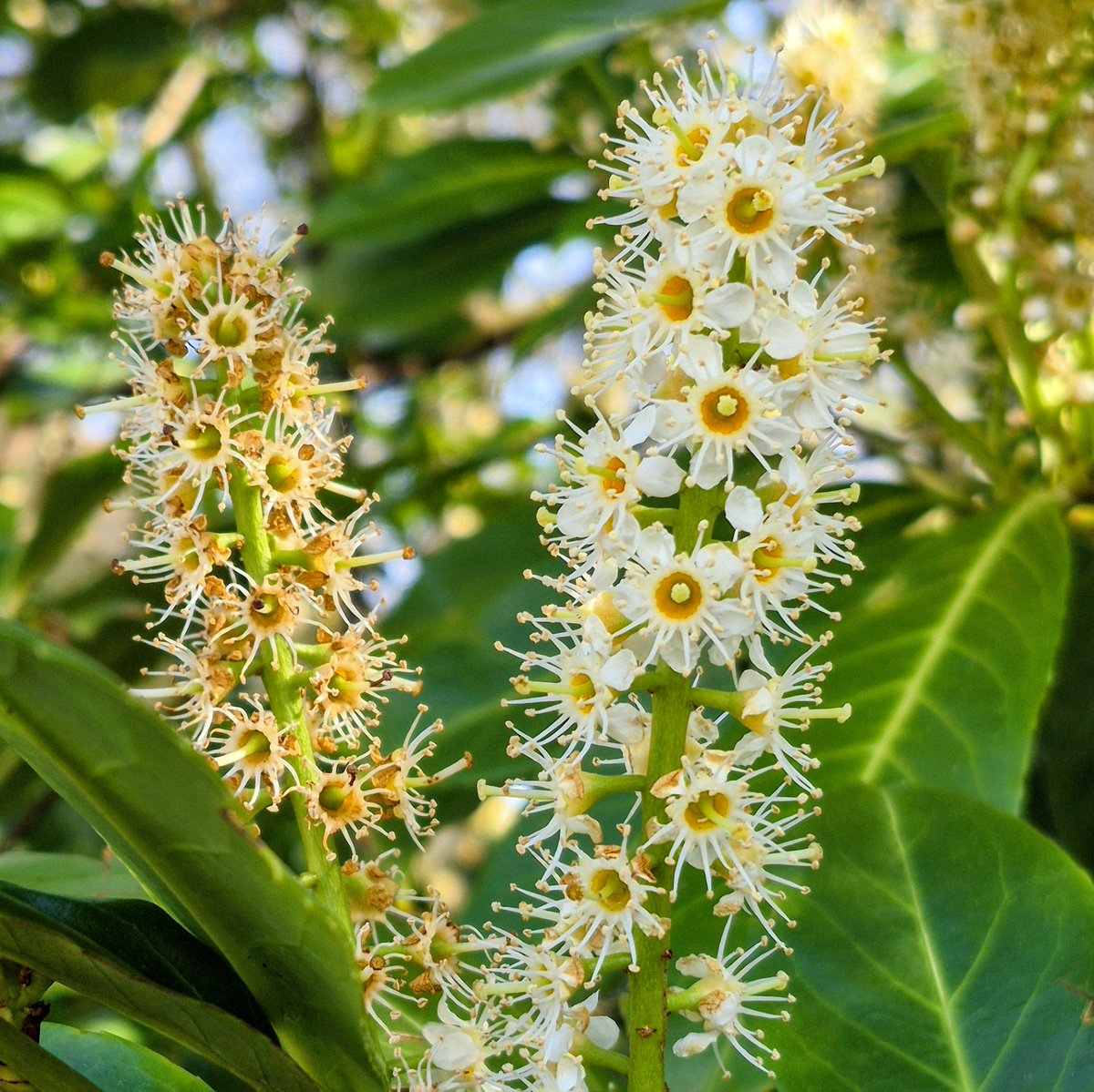 Sourav Bhattacharjee tweet media