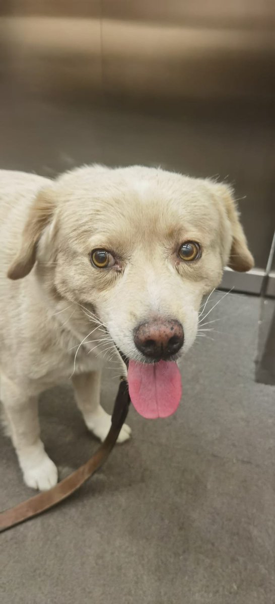 British Miss tweet media