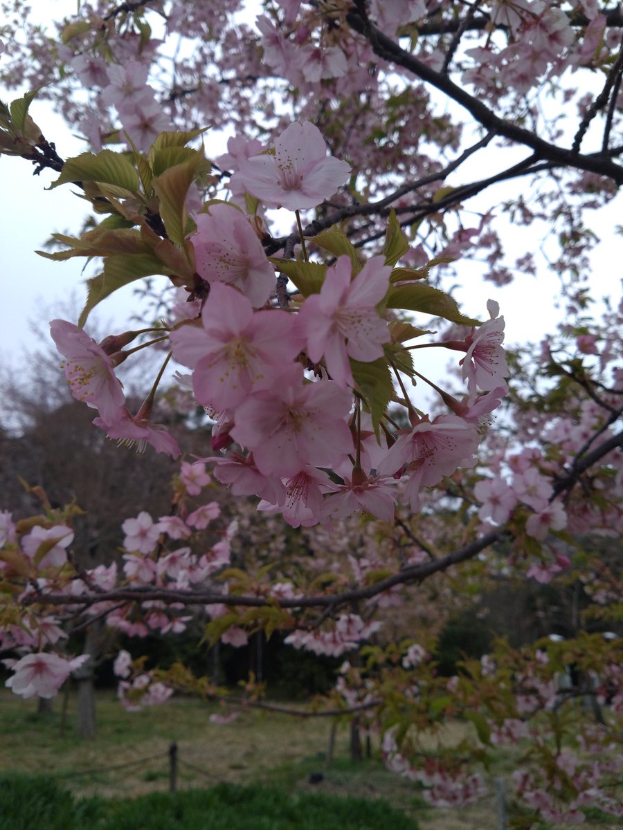 それでもと言い続けたかったﾚｲｼｱ tweet media