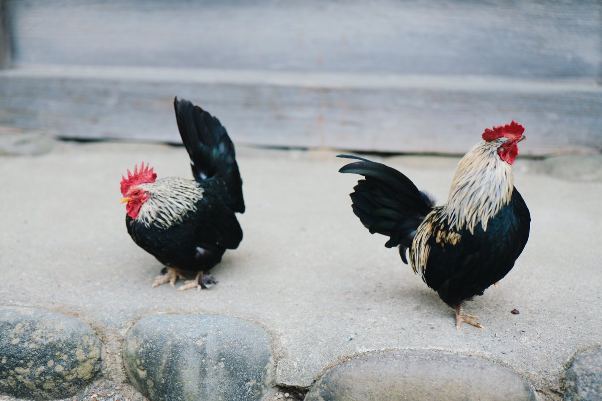かつゆき@デザイナー｜自信がないデザイナーをサポート tweet media