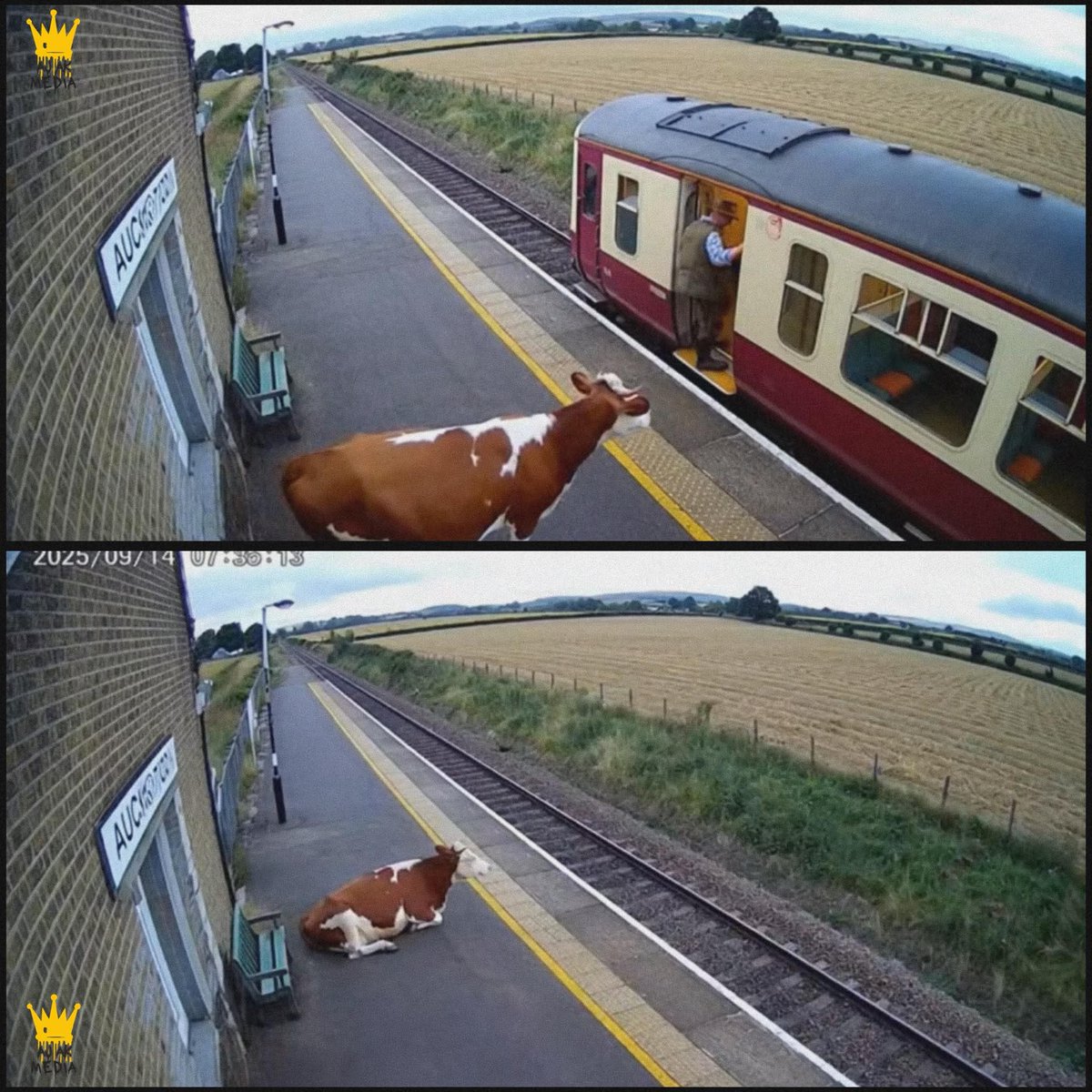 The Husky tweet media