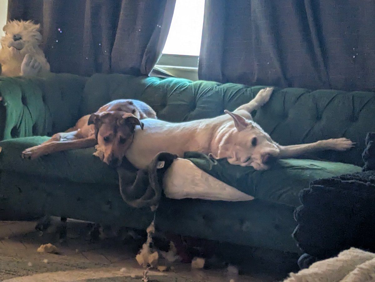 Lincoln💙🐶(Reagan🩷🐶 Kennedy 🩷🐶&🐱's) tweet media