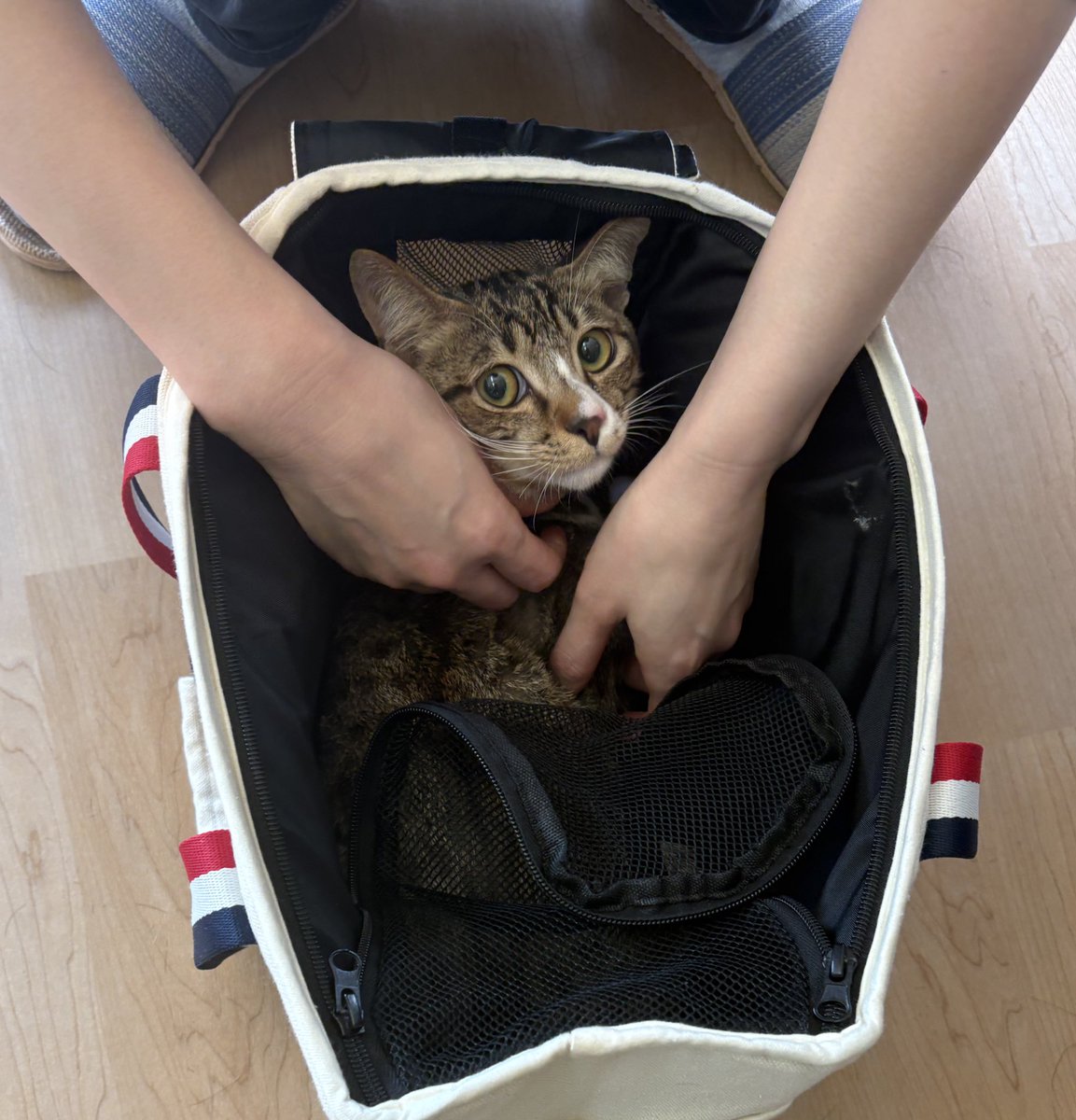 Kazu 🪼 tweet media