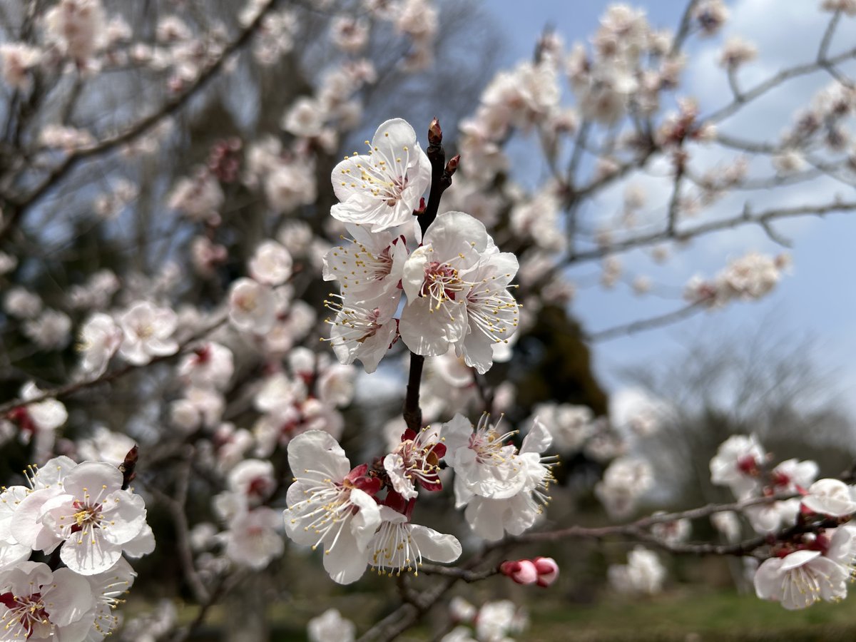 wanpakukouen's tweet photo. なかよし農園では、薄ピンク色の花が間もなく見頃を迎えます。

何の花かわかりますか？

ウメ？？

サクラ？？？

正解は"アンズ"です！

アンズの花のような薄いピンク色にはストレスや緊張を緩和して心穏やかにする効果があるそうです。

公園で花を見ながらのんびりと過ごしてみてはいかがですか？ https://t.co/wnfAR4Cam1