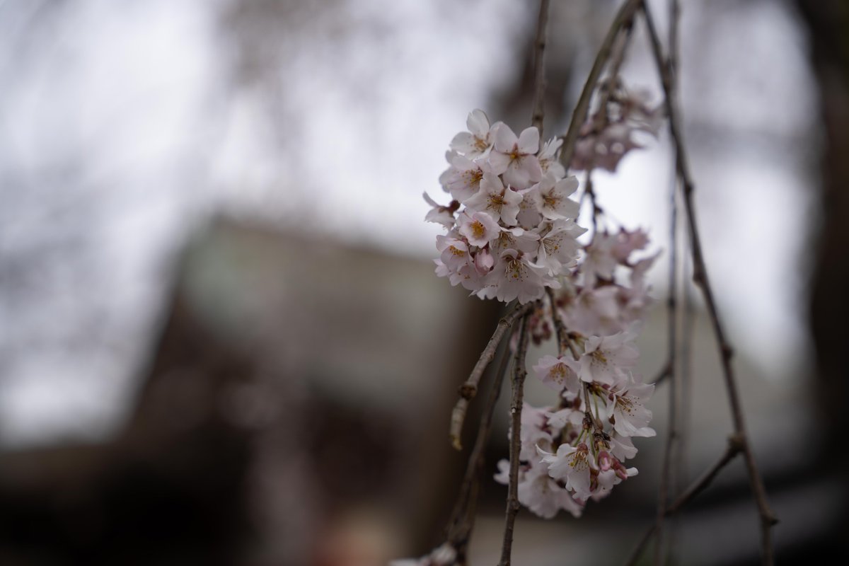 ごーけん:202603ラーメンチケット残1 tweet media