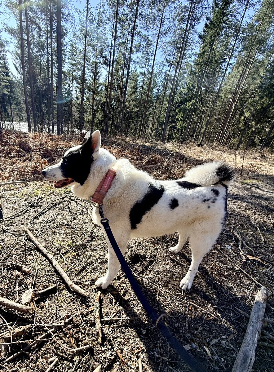 Anders Dalenius tweet media