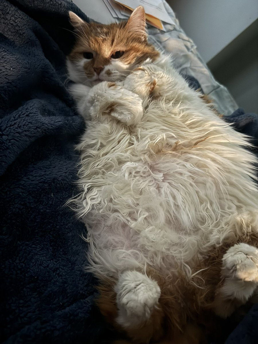 ๐ซ Ren tweet media