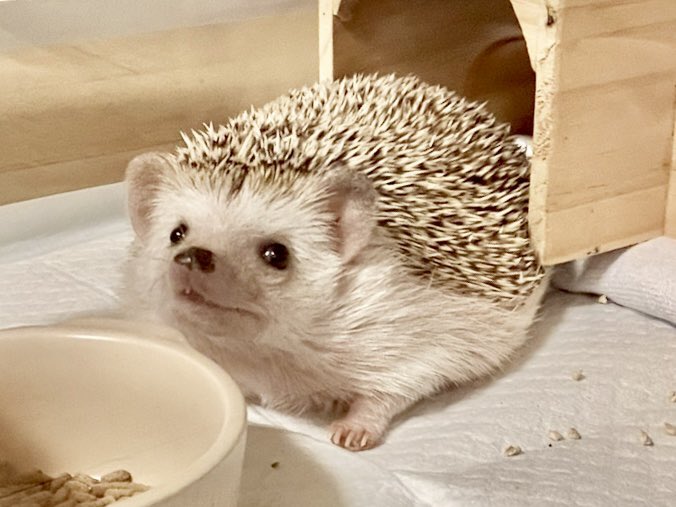 まつり tweet media