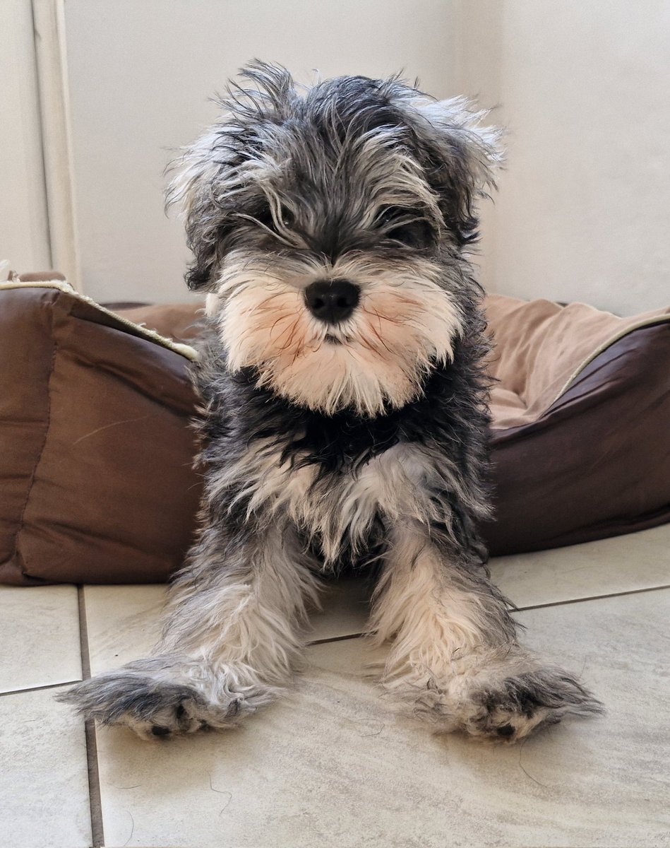 salljc's tweet photo. @bertie_lakeland Archie straight legs says happy Sunday to you too Bertie https://t.co/ja9bNVVoAz