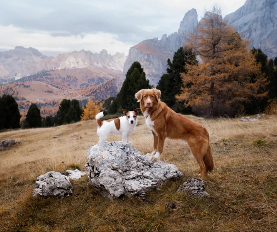 Network For Animals 🐾 tweet media