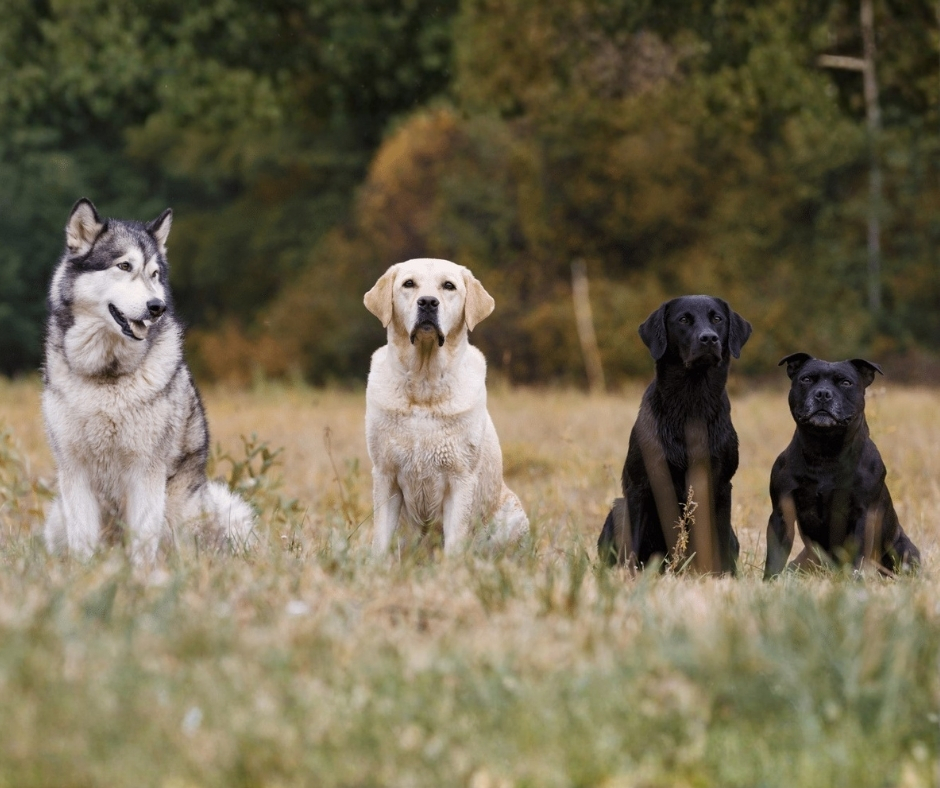 Network For Animals 🐾 tweet media