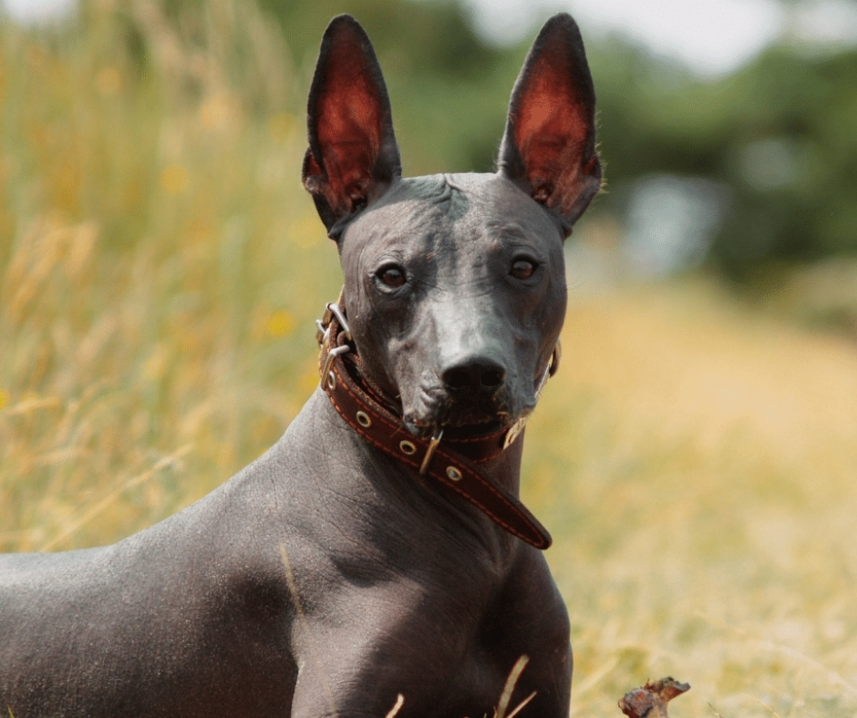 Network For Animals 🐾 tweet media