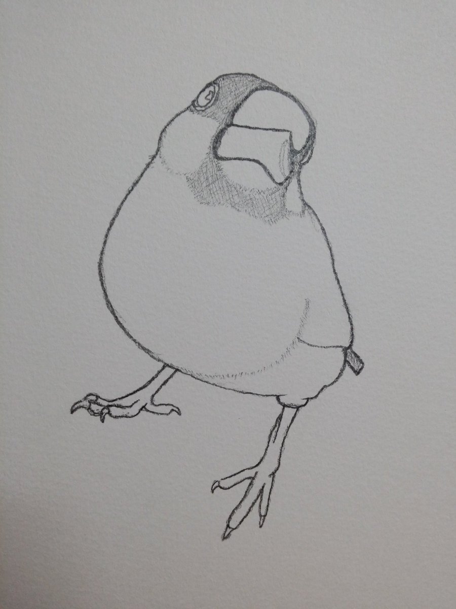 naomi_cluster's tweet photo. スケッチ絵描き アナログ 文鳥 似顔絵
➜デジ絵までの工程
#絵描き #似顔絵 #アナログ絵 #スケッチ #模写 #イラスト #デジ絵 #文鳥 https://t.co/vhCbdtMs43