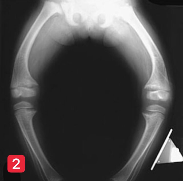 Dr Ihab Suliman tweet media