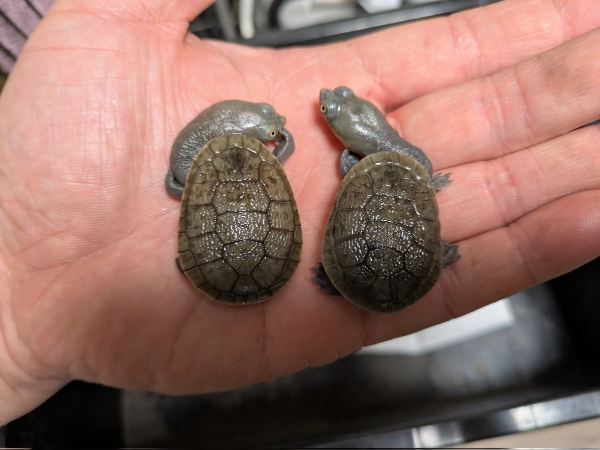 halley_turtles's tweet photo. ジーベンロックナガクビガメ
甲長：約35mm
赤虫、ミルワーム 安定してよく食べてます。
販売まではもう少し様子見ます
ペットになるかも。。 https://t.co/2GbV4xPzQt
