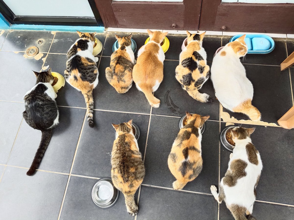 Mamak Panti Meong tweet media