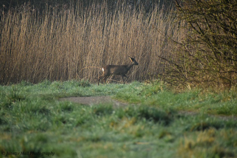 Janette Hall86 tweet media