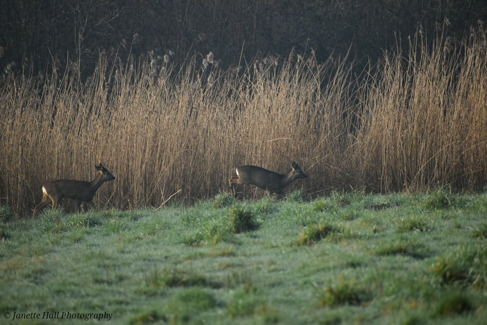 Janette Hall86 tweet media