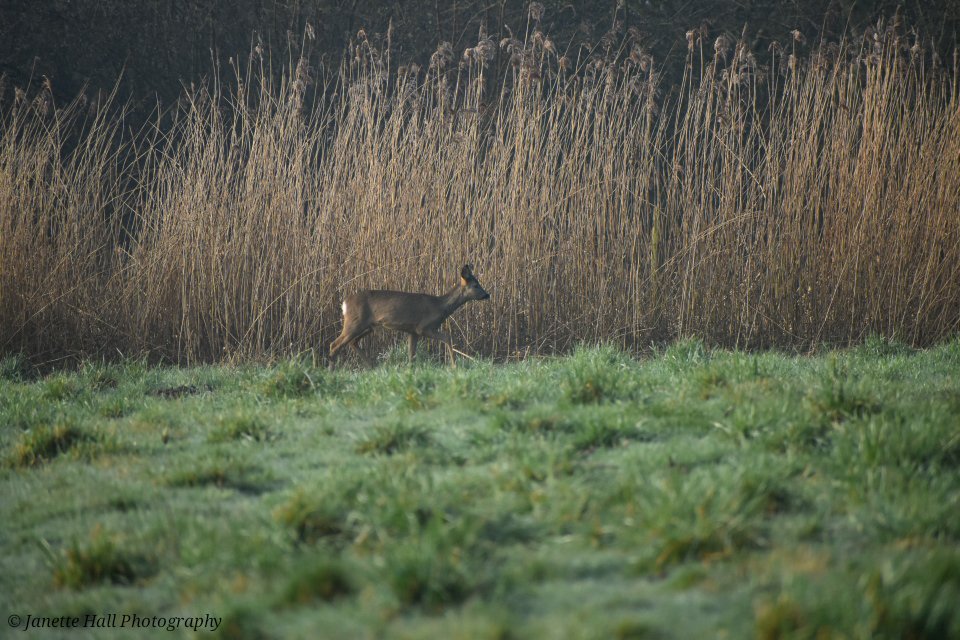 Janette Hall86 tweet media