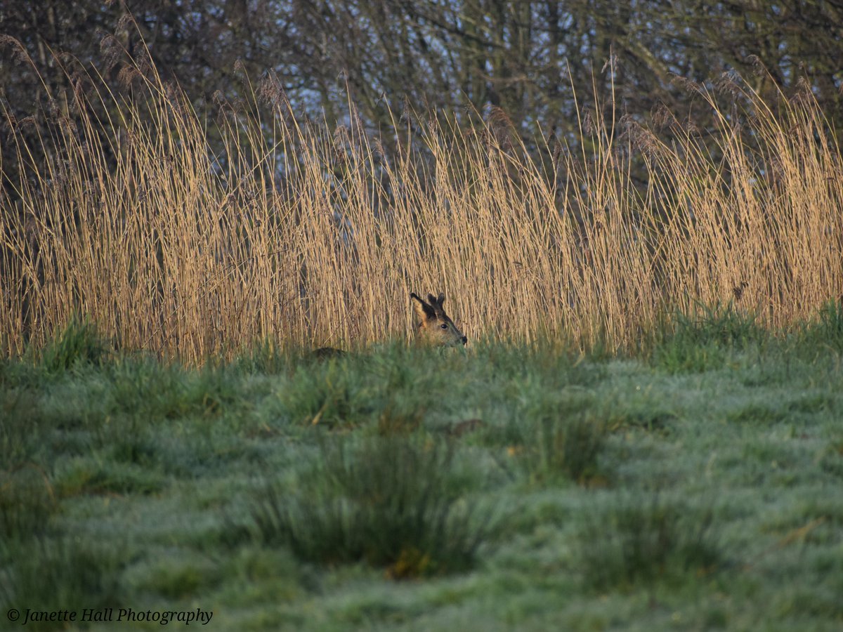 Janette Hall86 tweet media