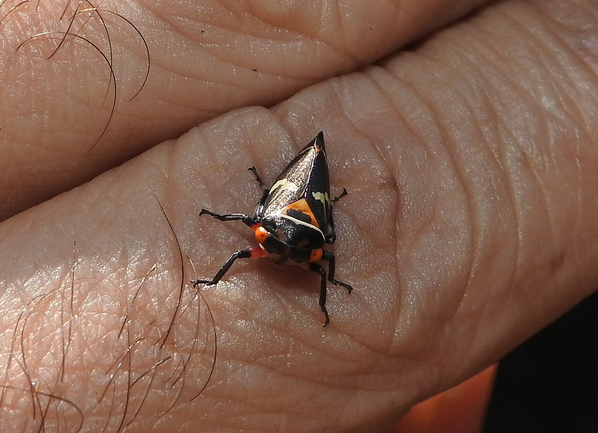Entomological Society of Victoria 🐛🐜🦟🐞🕷️🦗 tweet media