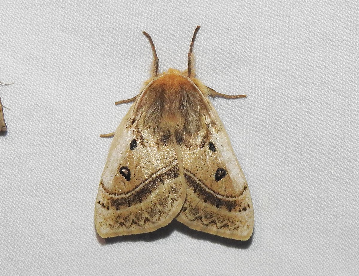 Entomological Society of Victoria 🐛🐜🦟🐞🕷️🦗 tweet media