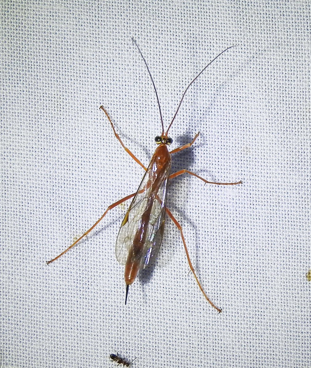 Entomological Society of Victoria 🐛🐜🦟🐞🕷️🦗 tweet media