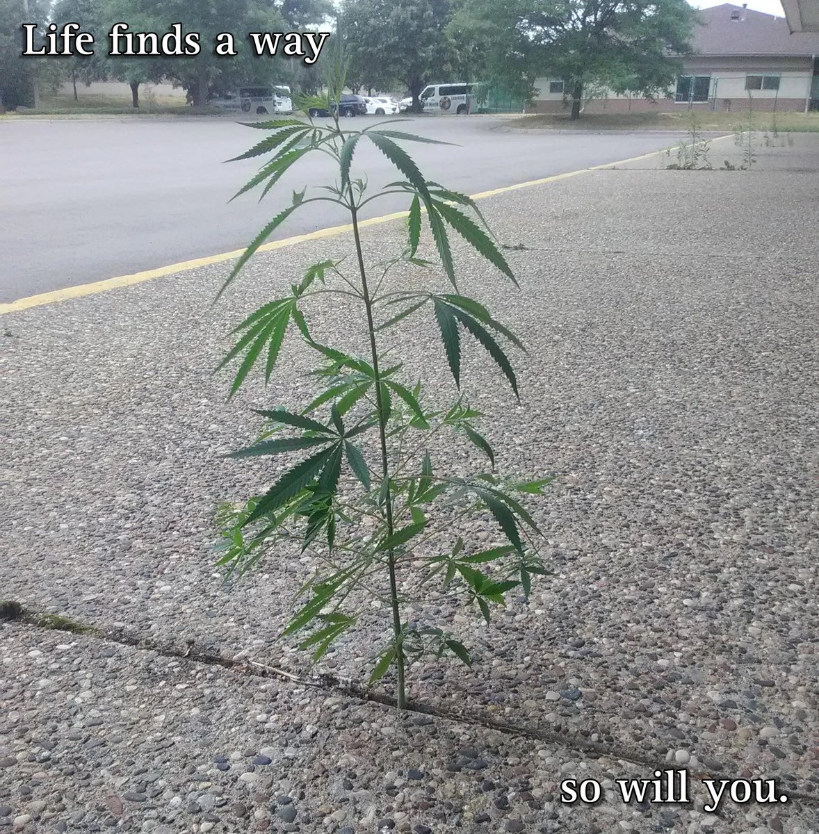 Reiner Schund tweet media