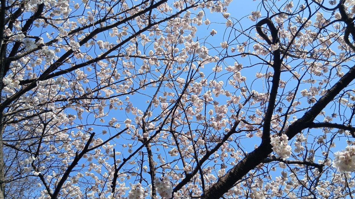 친노문파DJ노통문프연프 tweet media