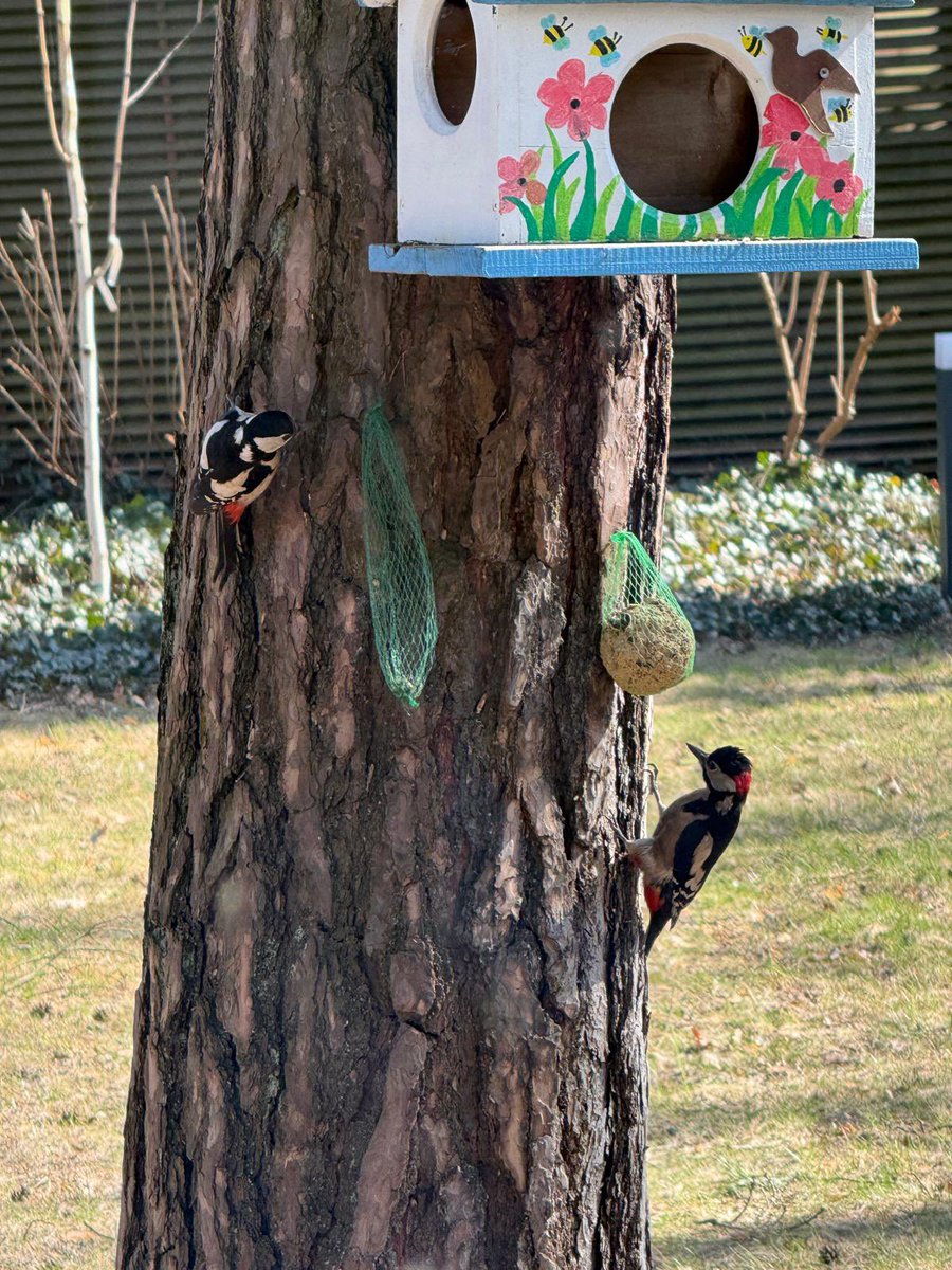 FanTomas Szary tweet media