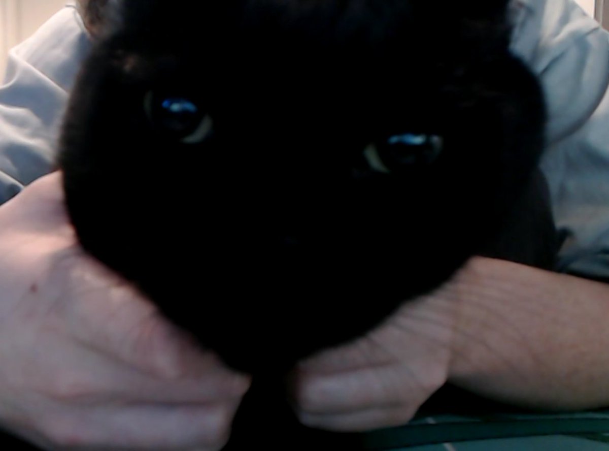 𝄢 kat tweet media