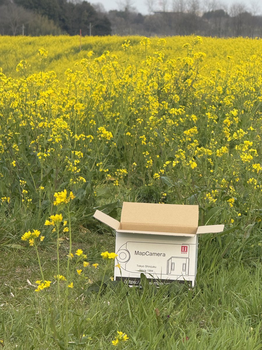 ばっしぃー tweet media