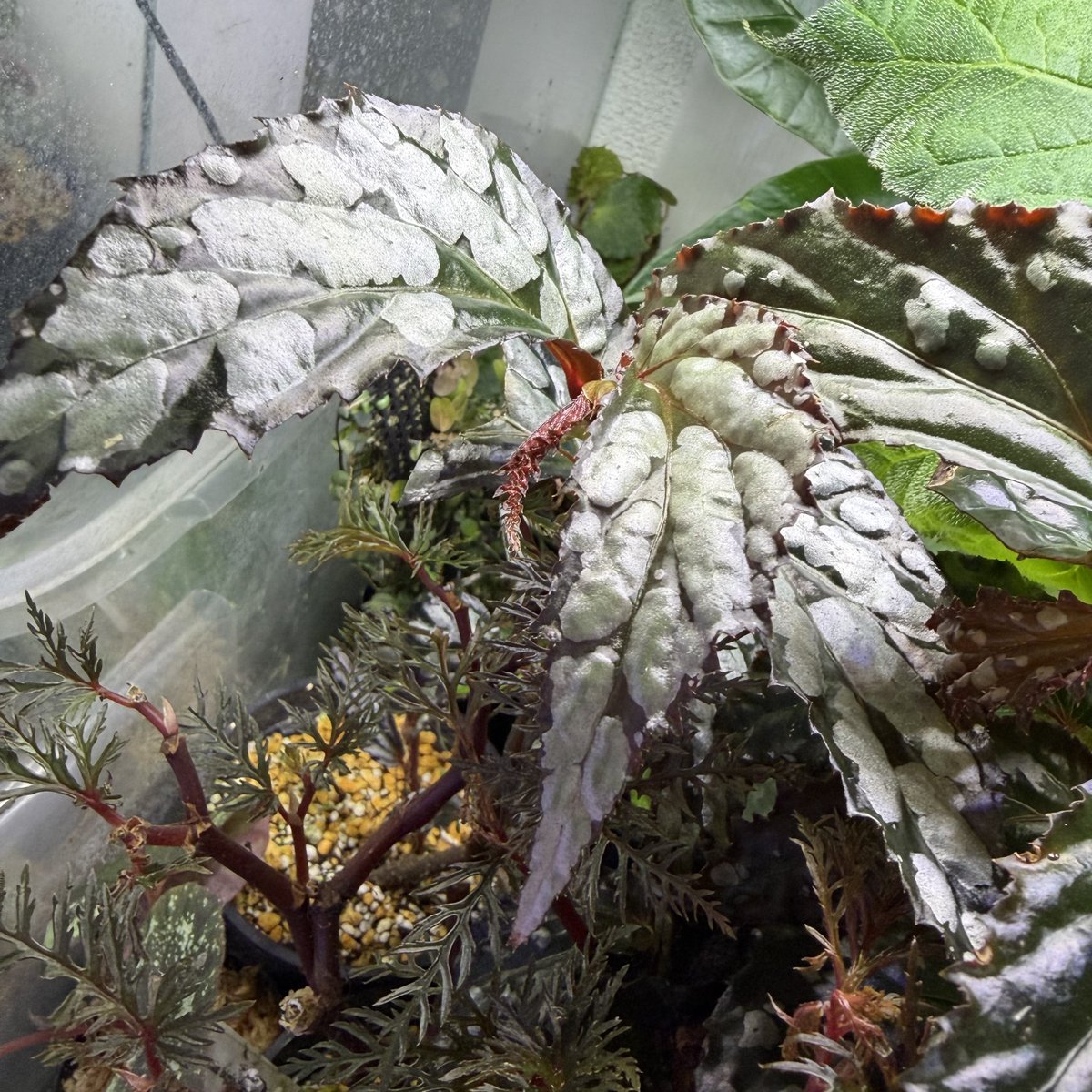 Begonia sp. Bau Sarawak
大きくなっても模様が消えない良いベゴニアです