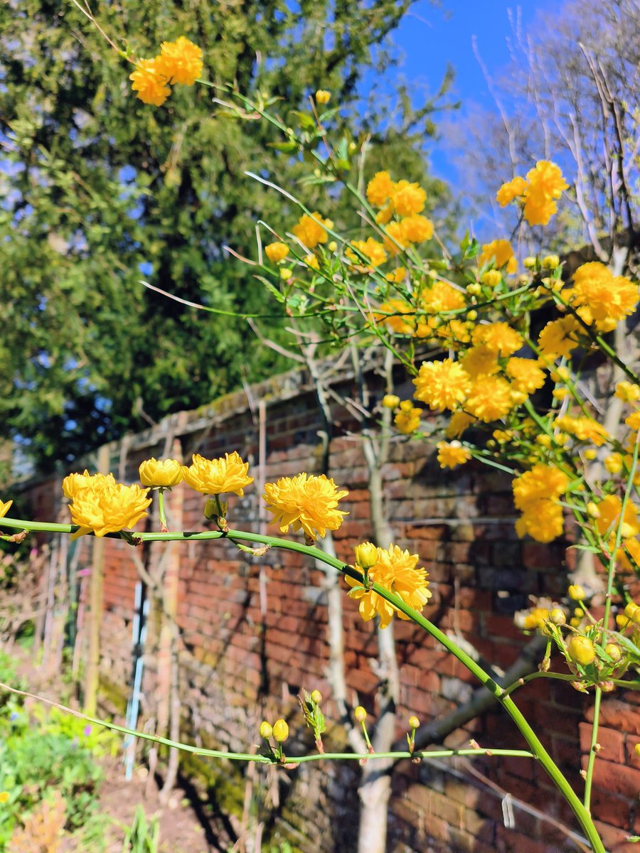 Lady Grace tweet media